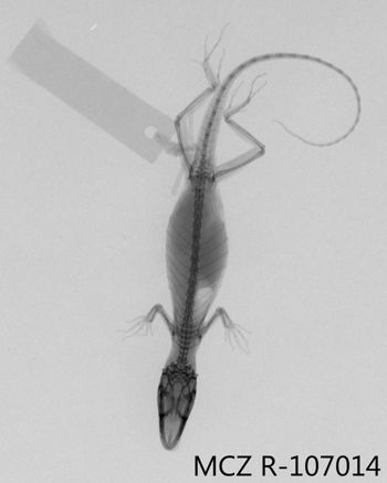 Media type: image;   Herpetology R-107014 Aspect: dorsoventral x-ray